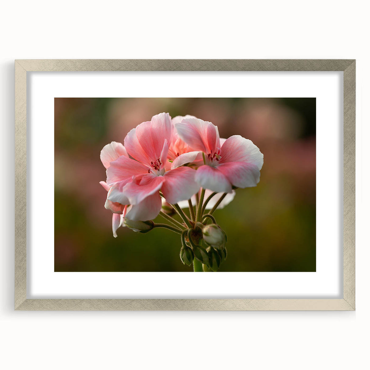 Framed botanical wall art featuring a vibrant geranium design, set in a sleek silver frame with a white mat, perfect for home decor enhancement.