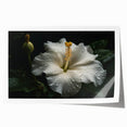 Hibiscus botanical wall art print showcasing vibrant pink and green flowers, perfectly rolled for easy display. Ideal for tropical-themed decor and nature lovers.
