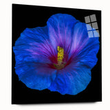 Vibrant hibiscus wall art collection displayed in acrylic glass, showcasing a botanical design with rich colors and intricate details, perfect for home decor.