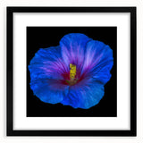 Botanical wall art print featuring a vibrant hibiscus design in a black frame with a white mat, ideal for enhancing modern home decor and adding a touch of nature.