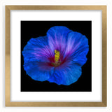 Elegant framed wall art featuring botanical hibiscus design with a gold mat, perfect for adding a touch of nature-inspired decor to any room. Ideal for floral-themed interiors.