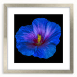 Botanical wall art featuring a vibrant hibiscus design in a sleek silver frame with matting, perfect for adding elegance to home decor.