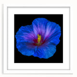 Hibiscus botanical wall art design in a white frame with a mat, showcasing vibrant floral colors and intricate details, perfect for home decor.
