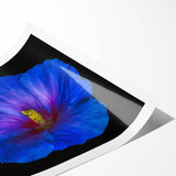 Vibrant hibiscus flower wall art print on rolled canvas, showcasing intricate botanical details in vivid colors, perfect for home decor or artistic display.