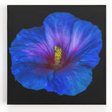 Vibrant hibiscus flower design on stretched canvas wall art, showcasing rich colors and intricate botanical details, perfect for home decor or art enthusiasts.