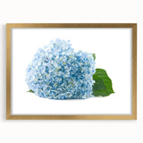 Elegant gold-framed wall art featuring a botanical design of hydrangeas, showcasing vibrant colors and intricate floral details, perfect for home decor enhancement.