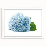 Botanical wall art featuring a beautiful hydrangea design in soft pastel colors, framed with a white mat, perfect for enhancing home decor with a floral touch.