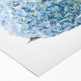 Botanical wall art featuring a vibrant hydrangea design on rolled canvas, showcasing intricate floral details and soft pastel colors, ideal for home decor.