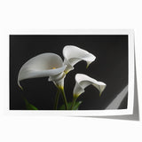 Vibrant botanical wall art print showcasing delicate iris flowers in soft purple and green hues, perfect for home decor or nature-themed interiors, rolled for easy framing.