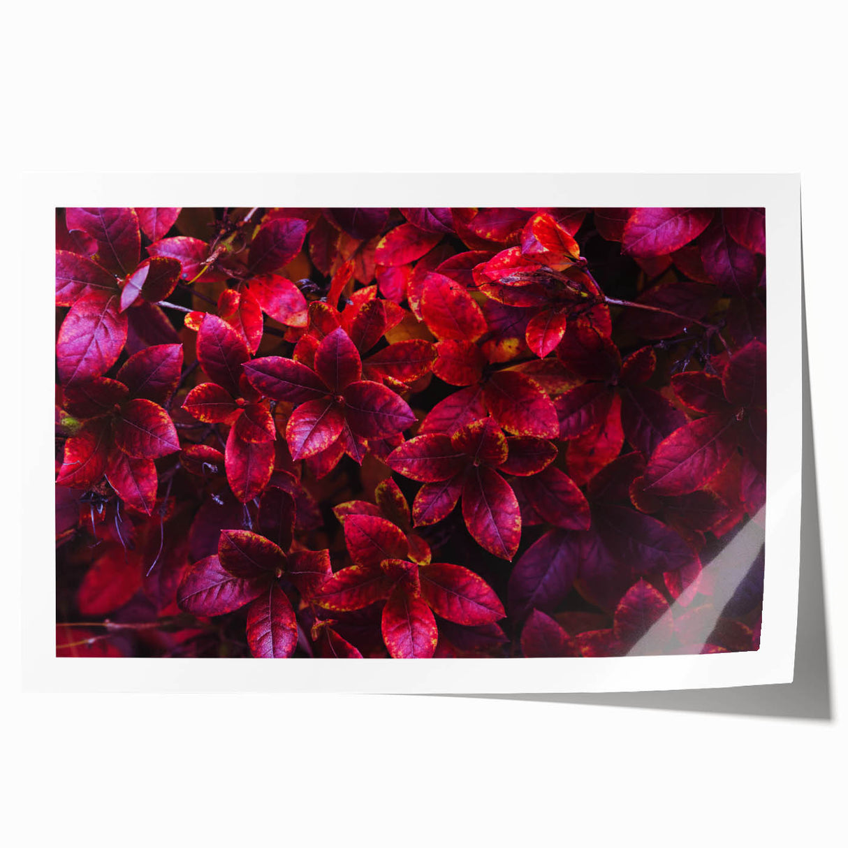 Botanical wall art print showcasing vibrant green leaves and delicate flowers, elegantly rolled and ready for framing, perfect for nature-inspired decor.