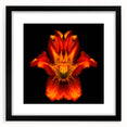 Botanical wall art featuring a striking lily design in a black frame with a mat, ideal for enhancing modern home decor. Perfect for flower lovers and art collectors.