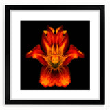 Botanical wall art featuring a striking lily design in a black frame with a mat, ideal for enhancing modern home decor. Perfect for flower lovers and art collectors.