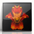 Framed acrylic wall art featuring a botanical lily design with vibrant colors, set against a sleek black frame, ideal for modern home decor and floral enthusiasts.