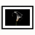 Botanical wall art collection featuring elegant lily designs in a black frame with a mat, showcasing intricate floral details and modern aesthetics for home decor.