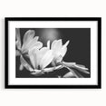 Elegant botanical wall art featuring a magnolia design in a black frame with mat, showcasing intricate floral details ideal for home decor. Perfect for nature lovers.