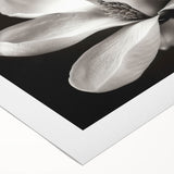 Botanical wall art design showcasing a vibrant magnolia flower in soft pink and white tones, printed on rolled canvas for elegant home decor or gifting.