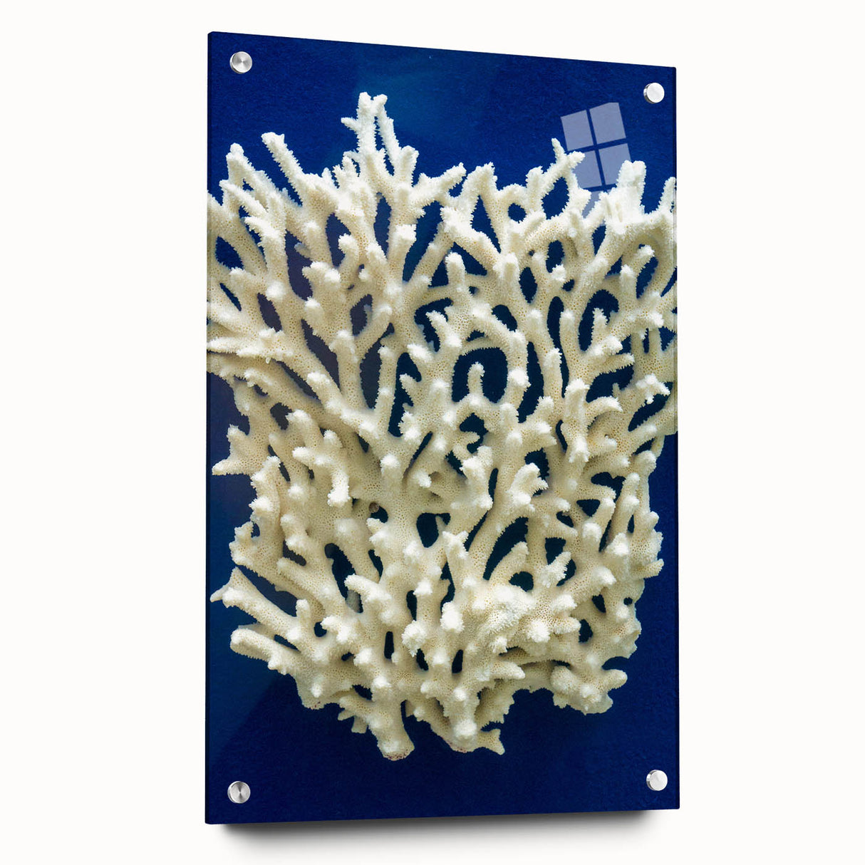 A side view of a vibrant botanical wall art collection featuring marine plants, elegantly displayed in an acrylic glass frame with visible mounting pins.