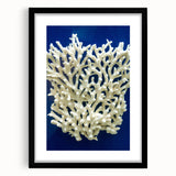 Botanical wall art display featuring vibrant marine plants in a sleek black frame with matting, ideal for enhancing modern home decor with nature-inspired aesthetics.