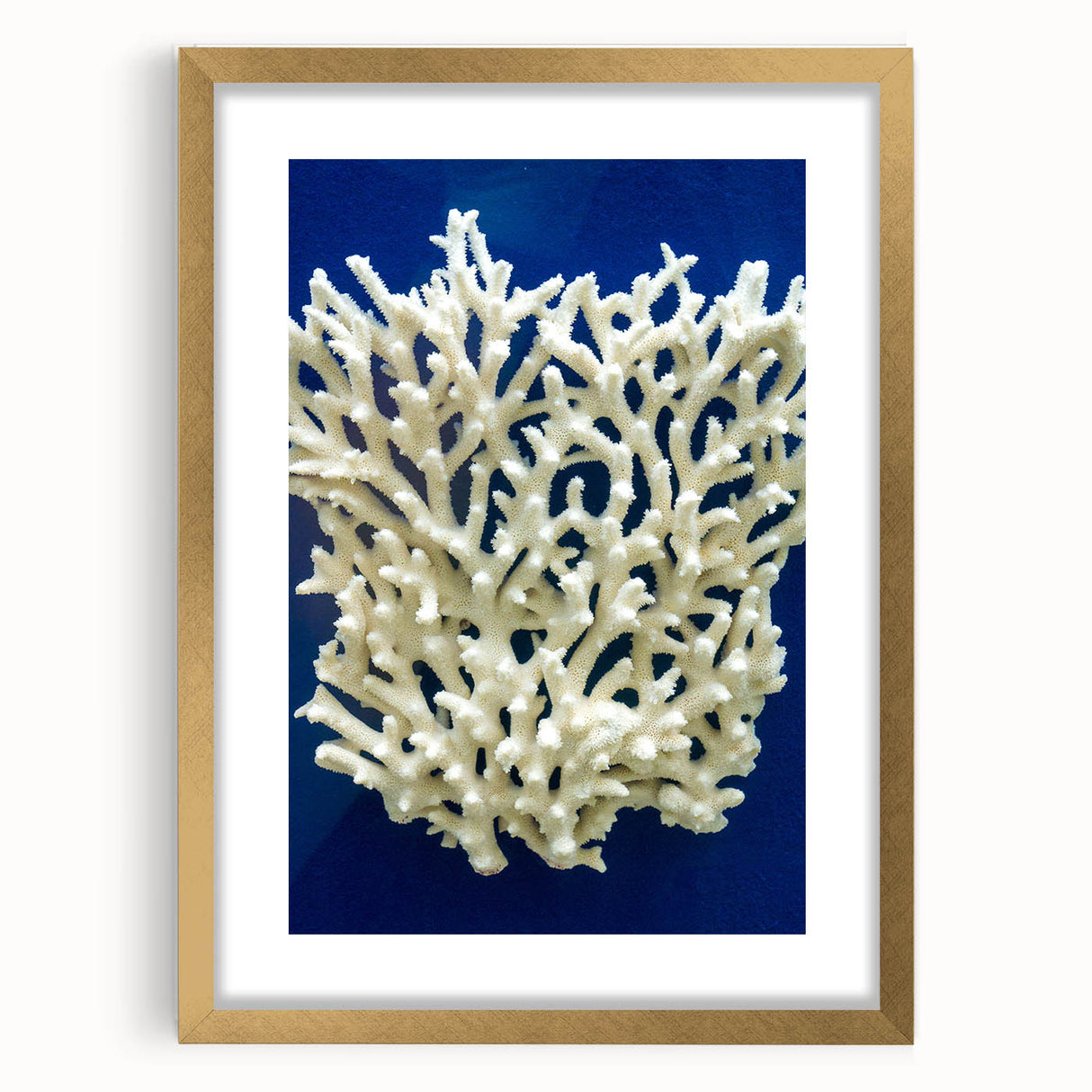 Botanical wall art featuring vibrant marine plants in gold-framed design, elegantly matted for a sophisticated touch, perfect for home décor or office space.