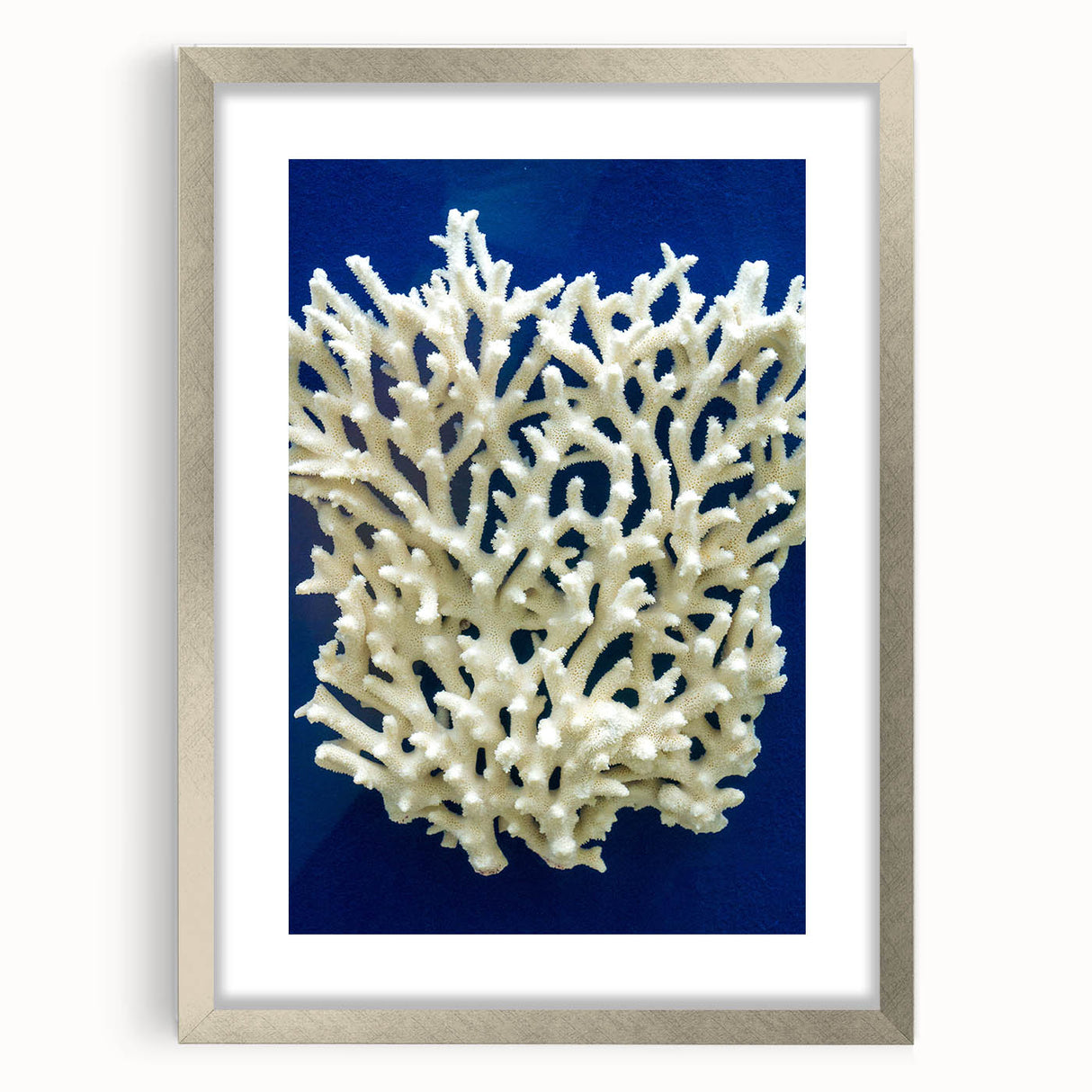 Botanical wall art featuring an elegant marine plant design in a silver frame with a mat, perfect for enhancing home decor with a touch of nature.
