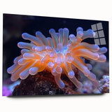 Botanical wall art showcasing vibrant marine plants in a sleek acrylic glass frame, designed to enhance interior spaces with nature-inspired decor.