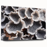 Botanical wall art design showcasing an array of colorful marine plants, displayed in a stylish acrylic glass frame with decorative pins, perfect for nature-inspired decor.