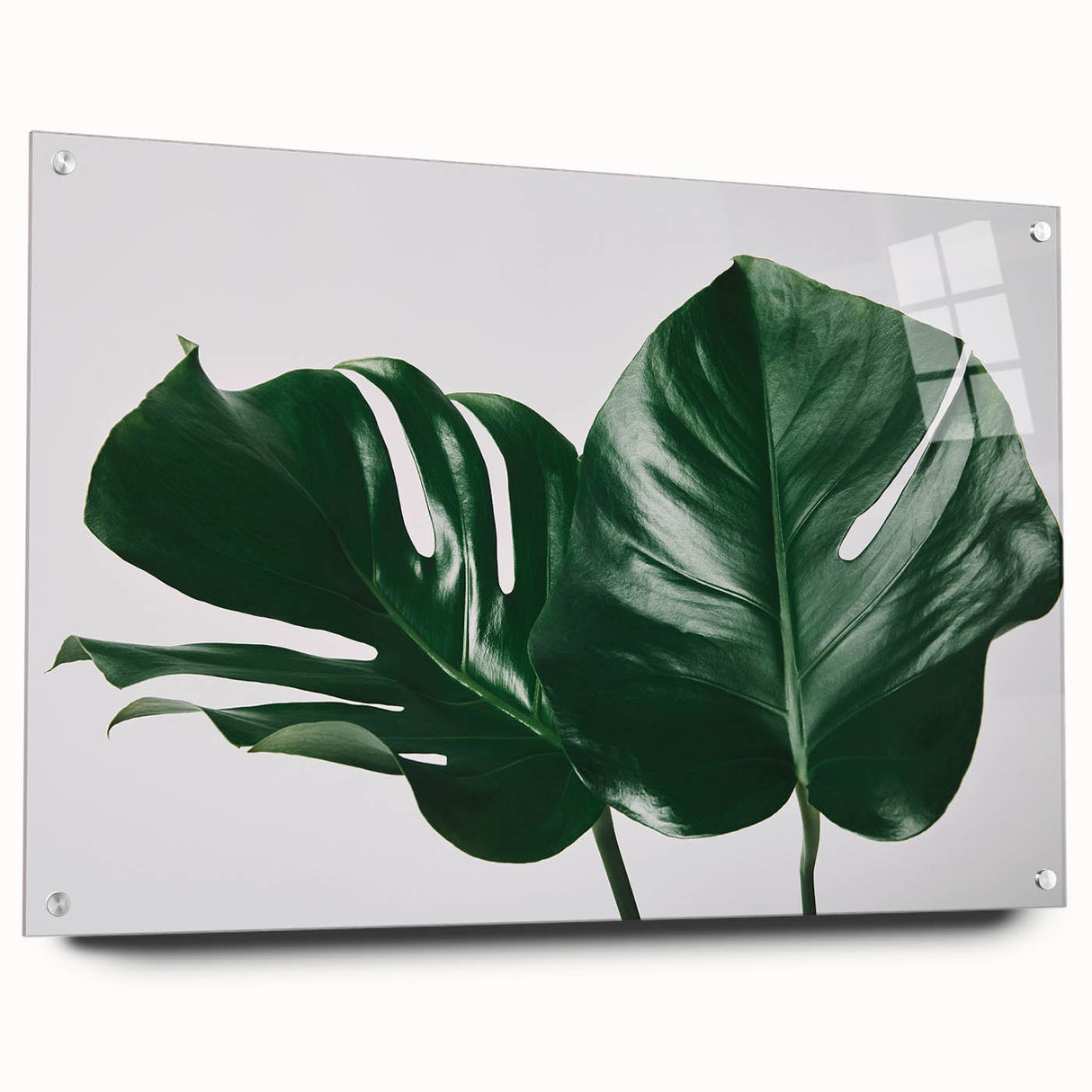 Botanical wall art featuring a vibrant Monstera leaf design on acrylic glass, elegantly displayed with pins against a neutral background, perfect for home decor.