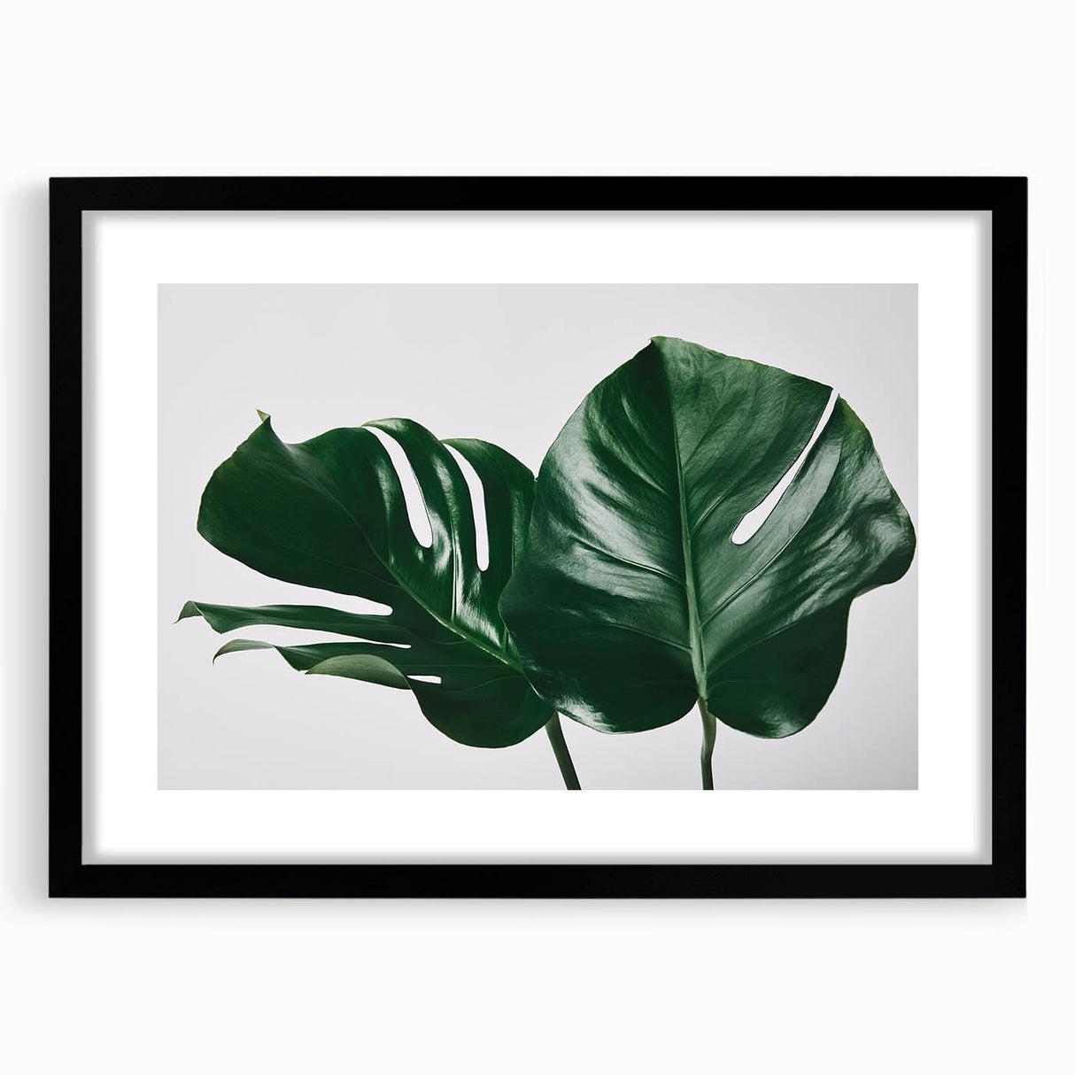 Botanical monstera wall art design framed with a sleek black mat, showcasing vibrant green leaves against a clean white background, perfect for modern decor.