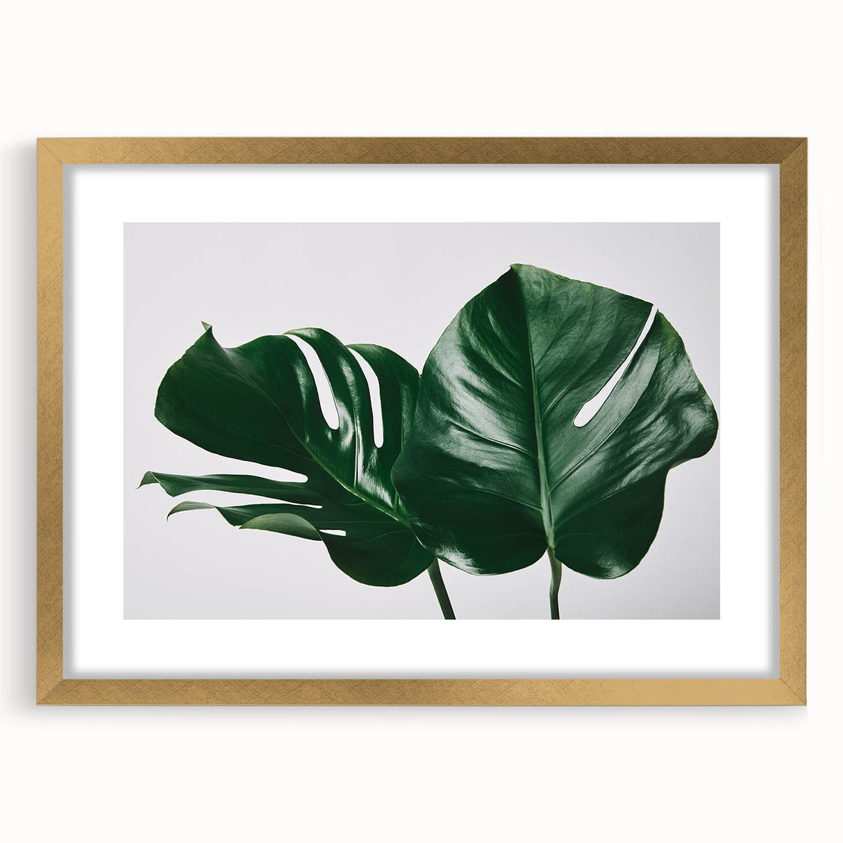 Botanical wall art featuring a Monstera leaf design in a gold frame with a white mat, perfect for enhancing modern home decor. Ideal for nature lovers.