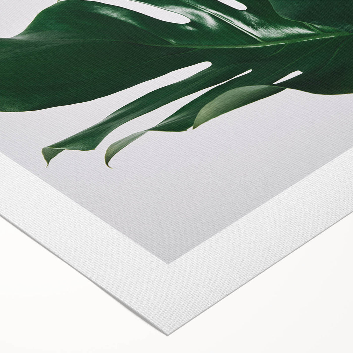 Botanical wall art design featuring a vibrant Monstera leaf illustration on rolled canvas, showcasing lush green hues against a neutral background, ideal for home decor.