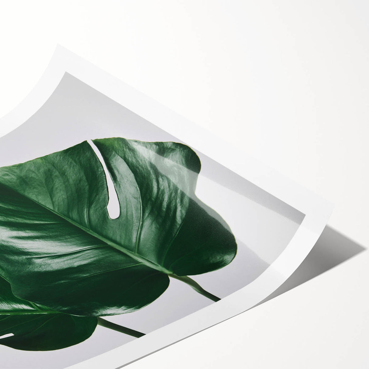 Botanical wall art print featuring a vibrant monstera leaf design on a textured background, rolled and securely packaged in a cardboard tube for easy display.