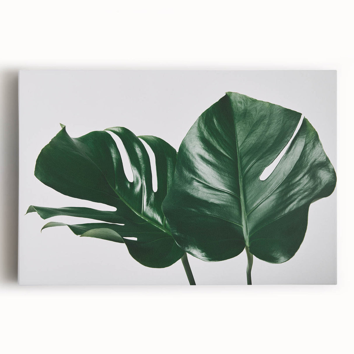 Stretched canvas featuring a vibrant botanical monstera design, showcasing lush green leaves against a neutral background, perfect for modern home decor.