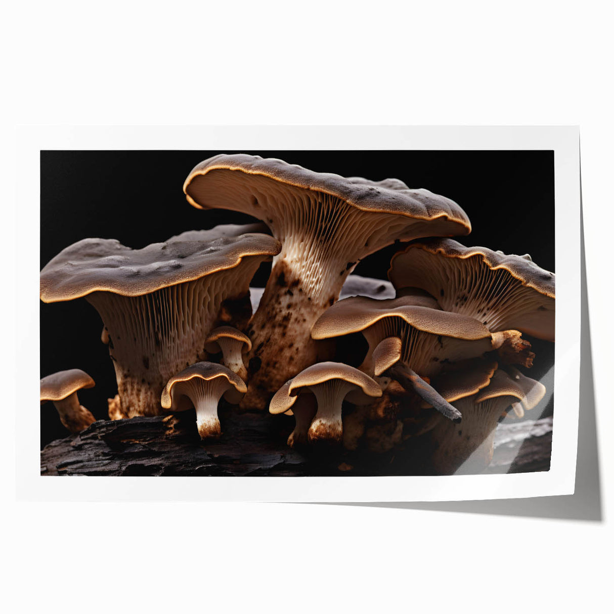 Botanical wall art print showcasing a vibrant collection of flowers and mushrooms, rolled for easy display. Ideal for nature-inspired home decor.