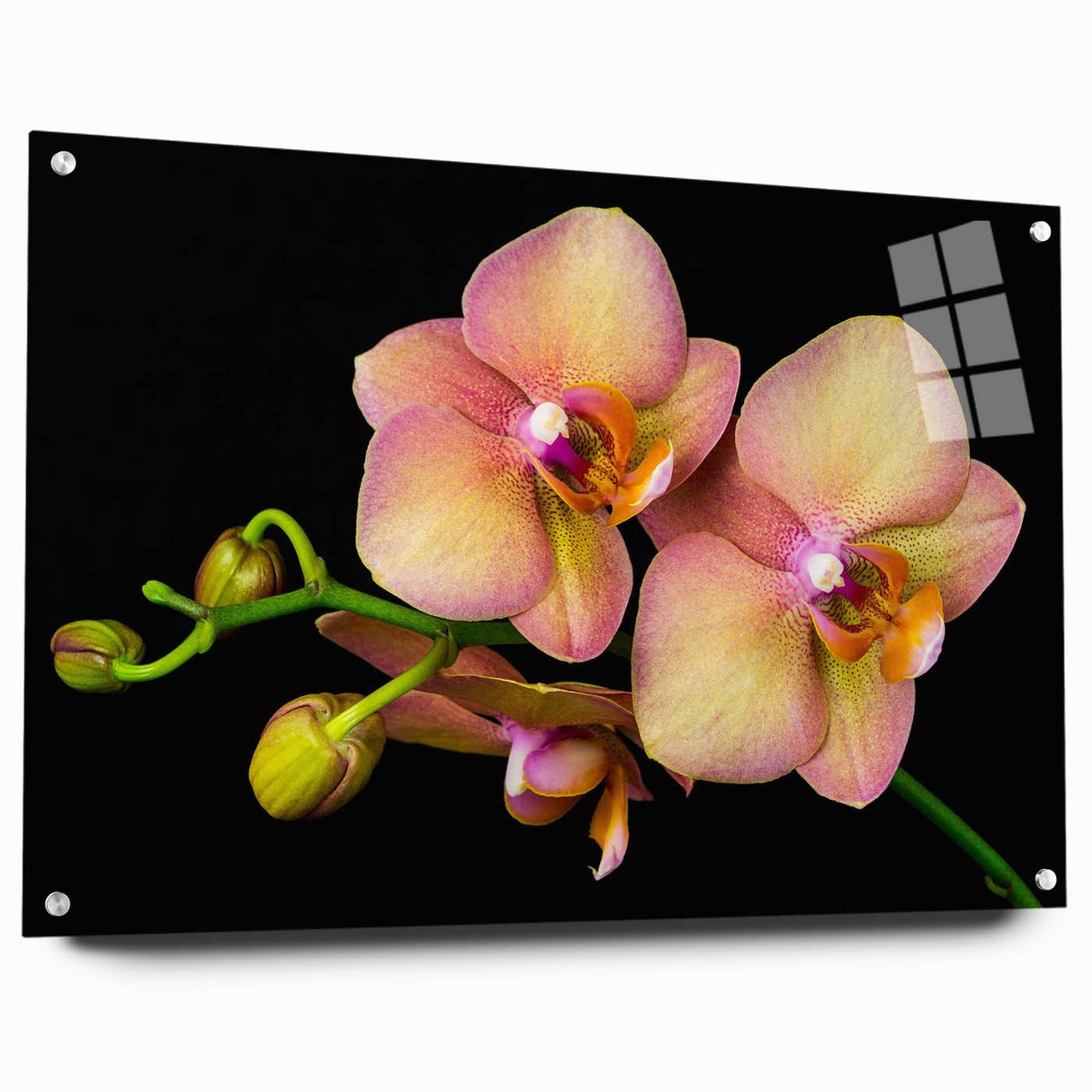 Acrylic wall art display showcasing a botanical orchid design in vibrant colors, elegantly mounted with pins, highlighting intricate details of the floral composition.