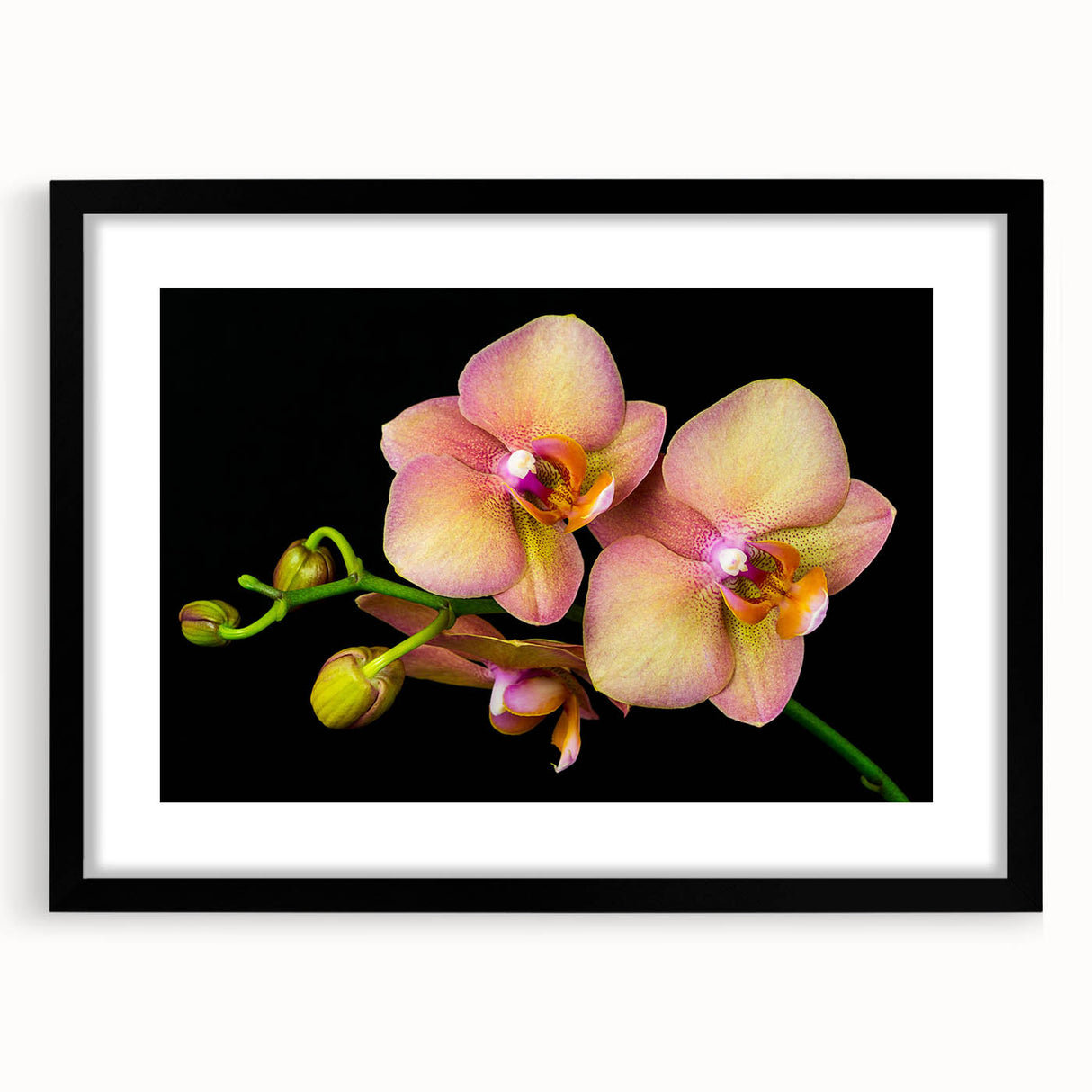 Botanical orchid wall art design featuring vibrant flowers in a black frame with a mat, perfect for modern home decor. Ideal for nature enthusiasts and art lovers.