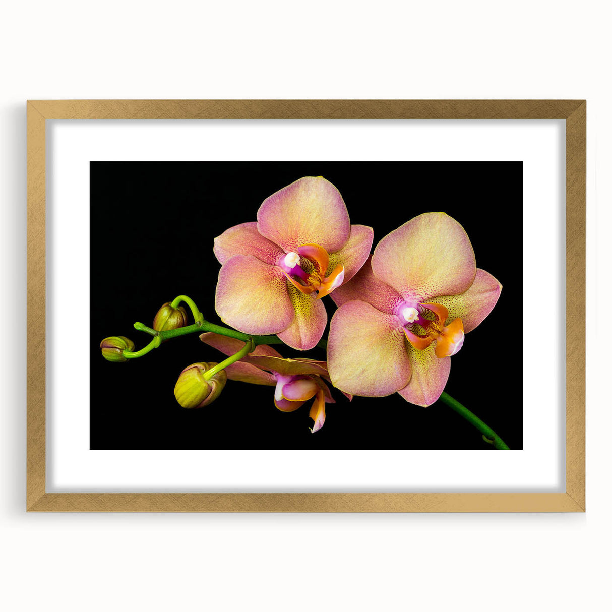 Elegant botanical orchid wall art framed in gold, showcasing intricate floral details and a luxurious mat, perfect for enhancing modern interior decor.