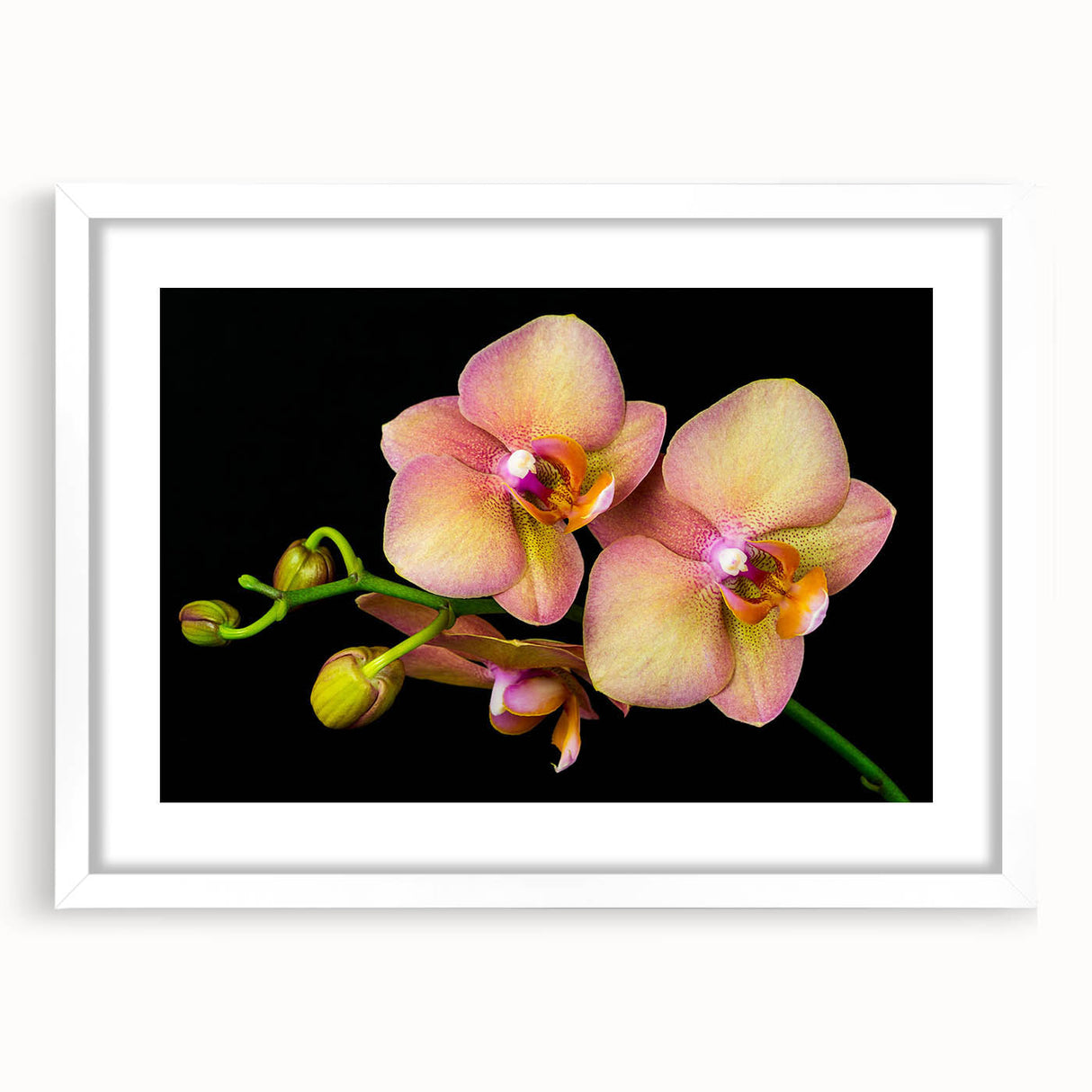Stylish botanical wall art print featuring a vibrant orchid design in a white frame with a mat, ideal for adding elegance to home decor. Perfect for flower enthusiasts and art lovers.