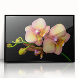 Framed wall art featuring a botanical orchid design, showcasing vibrant colors and intricate details, set in a sleek black frame for modern decor. Ideal for enhancing interior spaces with a touch of nature.
