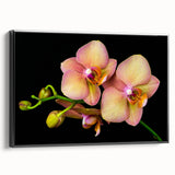 Framed botanical orchid wall art design showcasing vibrant pink and white orchids against a black background, ideal for modern home decor.