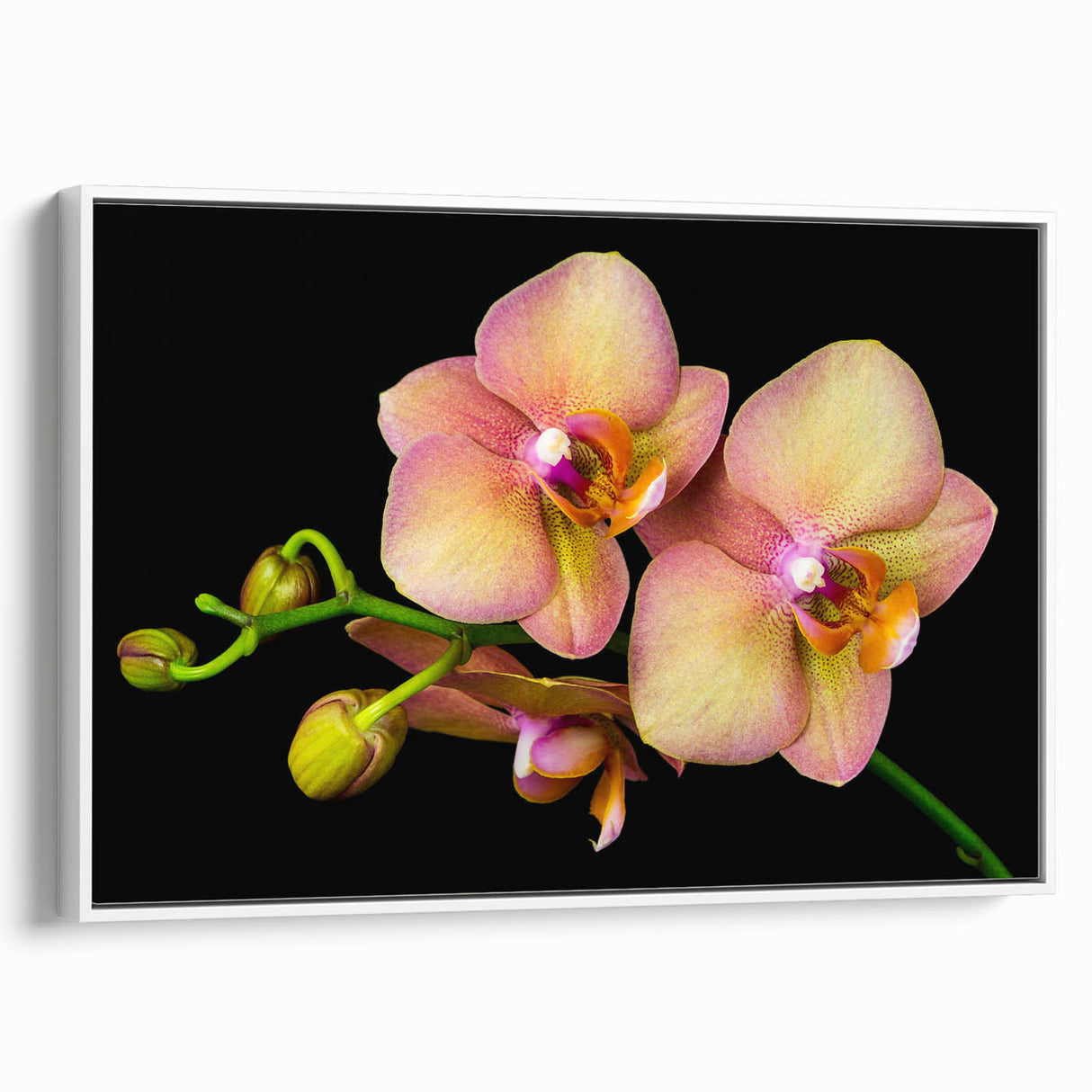 Framed canvas wall art displaying a botanical orchid design in vibrant colors, showcasing intricate floral details against a white backdrop, perfect for home décor.