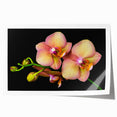 Botanical orchid wall art design in vibrant colors, showcasing delicate flower details on a rolled print, perfect for home decor enhancement.