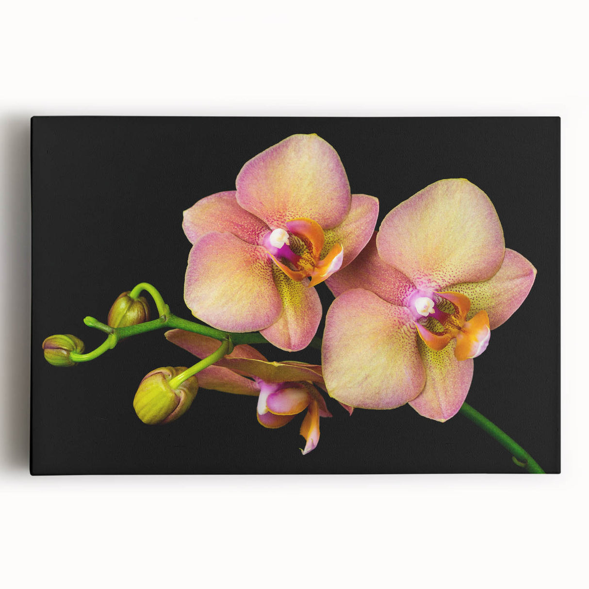Stretched canvas wall art showcasing a vibrant botanical orchid design, featuring intricate details and rich colors, perfect for enhancing home decor.