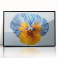 Framed botanical wall art featuring a vibrant pansy design in rich colors, presented in a sleek black frame, ideal for home decor enthusiasts.