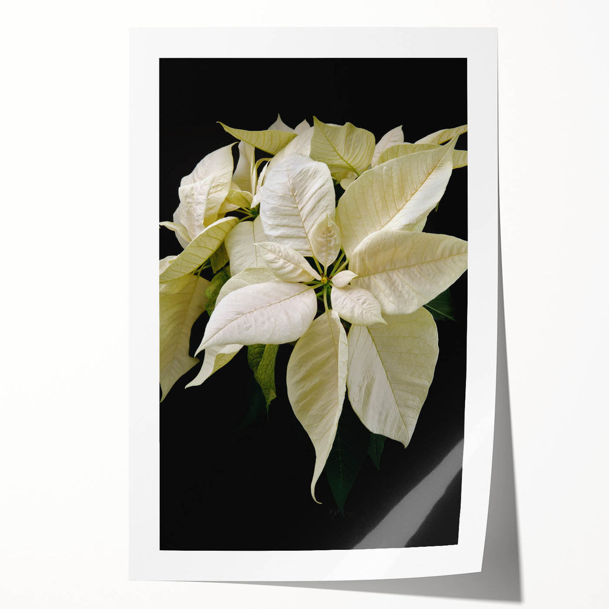 Vibrant botanical poinsettia wall art print showcasing intricate floral details and rich colors, ideal for home decoration and adding a festive touch to interiors.