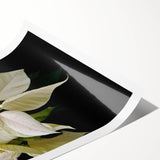 Vibrant botanical wall art print featuring a detailed poinsettia design, showcasing rich colors and intricate floral patterns, perfect for holiday decor or floral enthusiasts.