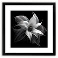 Botanical poinsettia wall art design framed in black, showcasing vibrant red and green colors with a matte finish, perfect for holiday decor or floral-themed interiors.