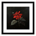 Elegant black-framed wall art featuring a botanical poinsettia design with intricate floral details, ideal for enhancing home decor and bringing nature indoors.