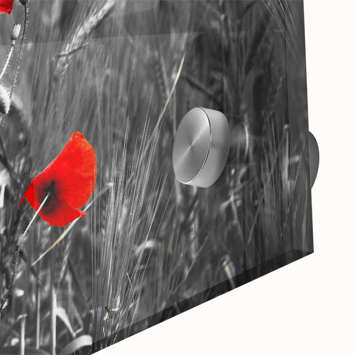 Close-up of a vibrant botanical poppy wall art design, showcasing intricate details and colors on acrylic glass, ideal for modern home decor.