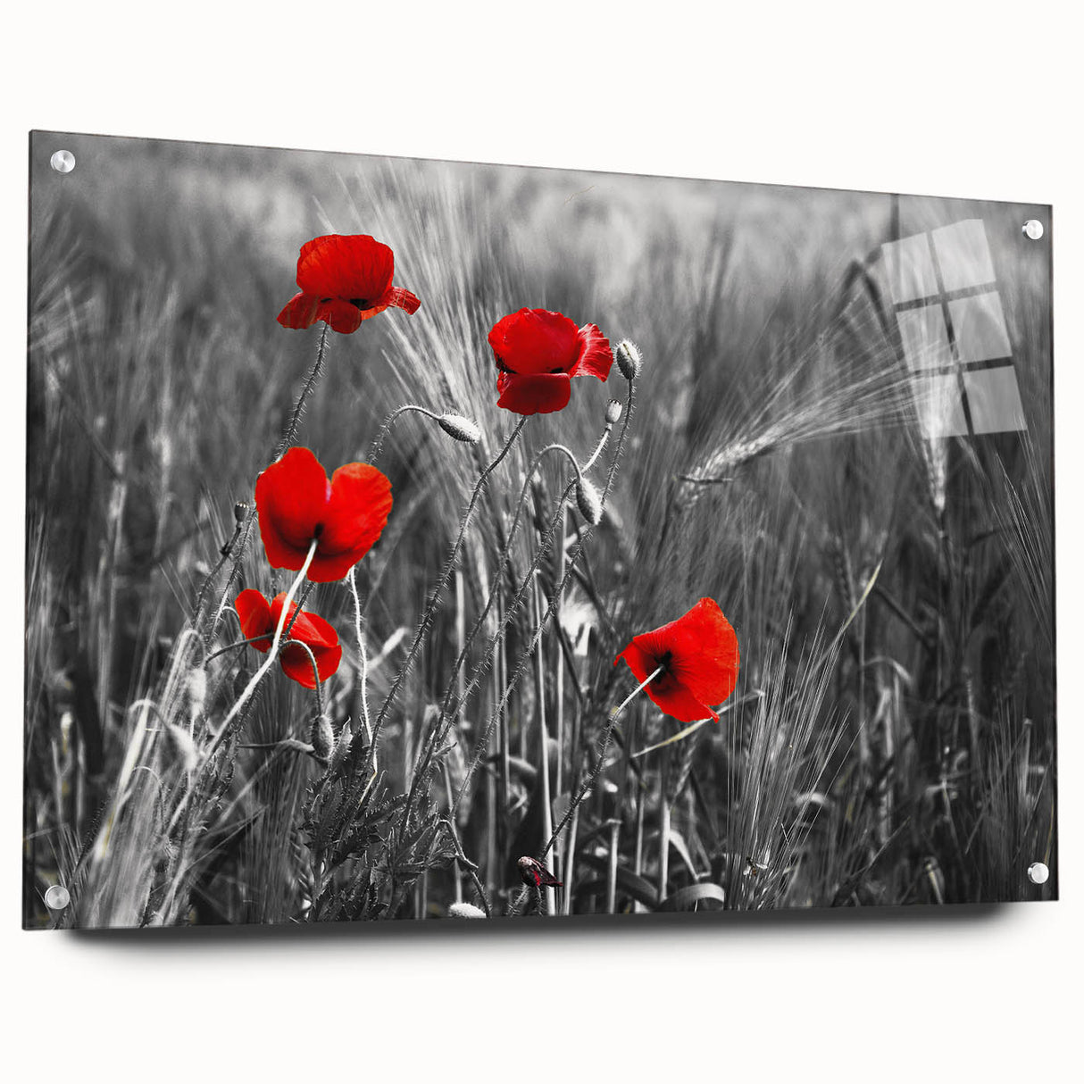 Acrylic glass wall art showcasing a vibrant poppy botanical design, elegantly displayed from the side with mounting pins, perfect for modern decor.