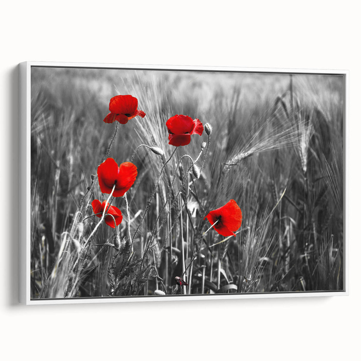Framed canvas wall art featuring a vibrant botanical poppy design in white, showcasing detailed floral illustrations, perfect for home decor and nature enthusiasts.